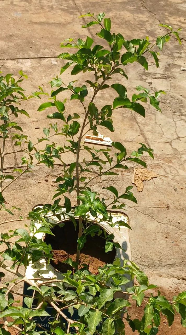 Acerola 