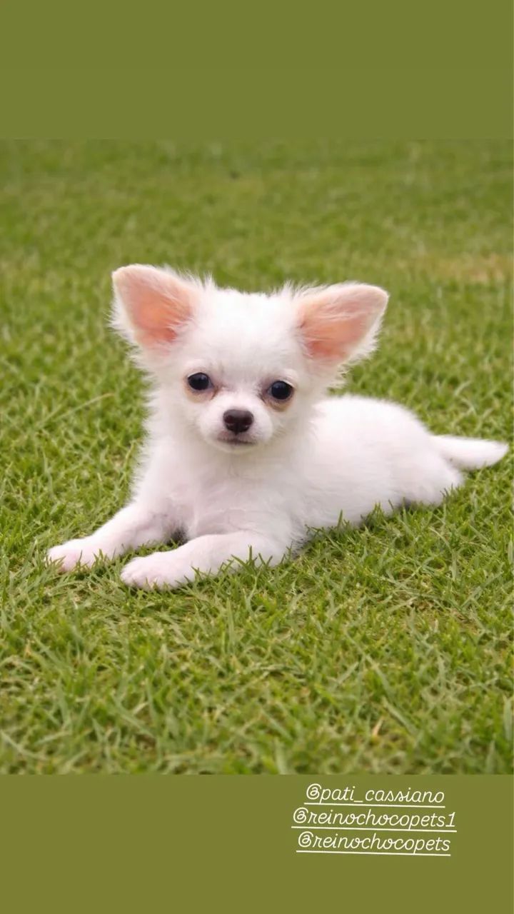 Chihuahua Filhote - Foto 2
