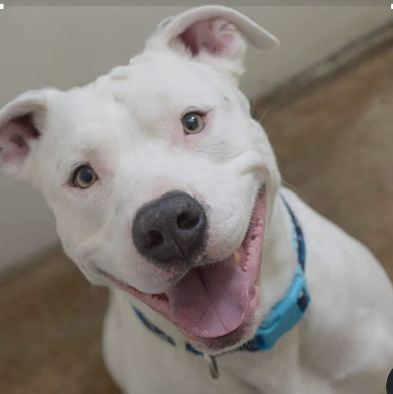 Pitbull 6 meses dócil 350 reais 