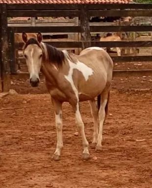 Potro ,Potras e Éguas 