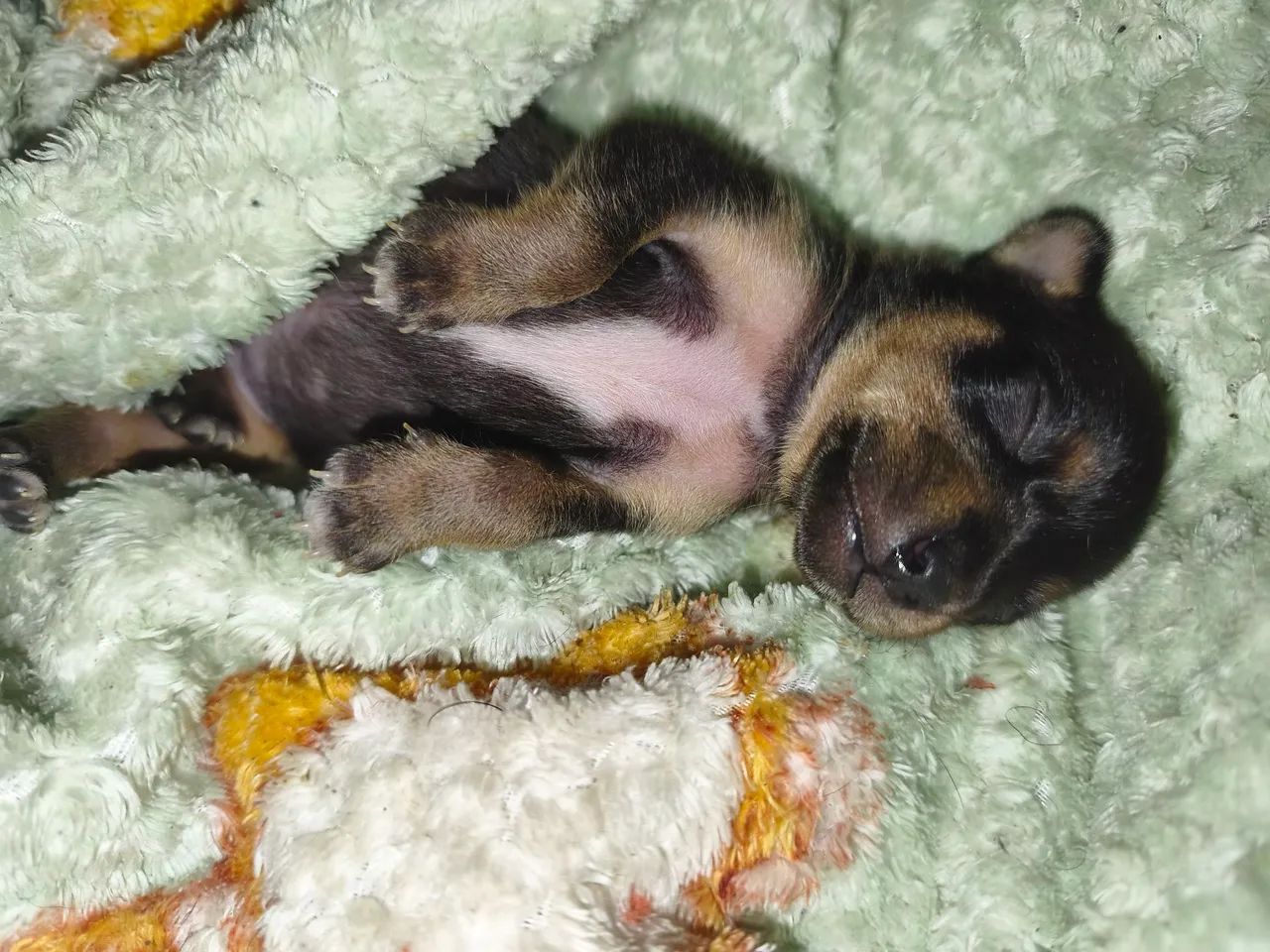 Pinche  - Foto 2