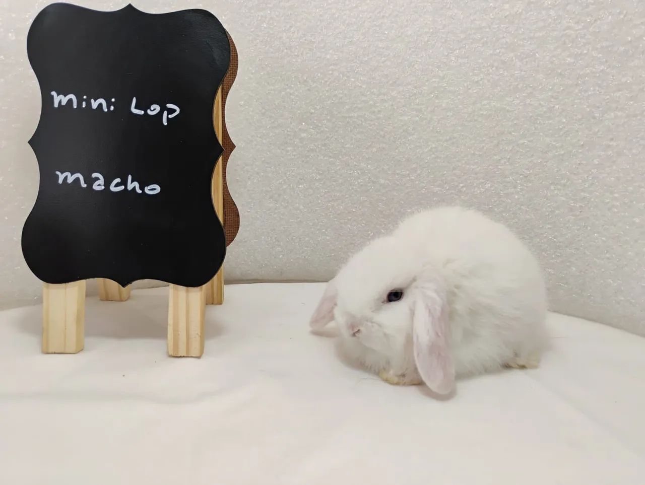 Mini Coelhos Mini Lop - Foto 4