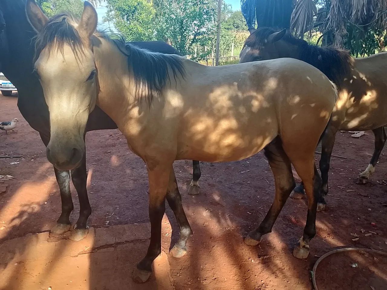 Vende -se cavalo Machador mangalarga, vai fazer 2 anos em outubro  - Foto 5