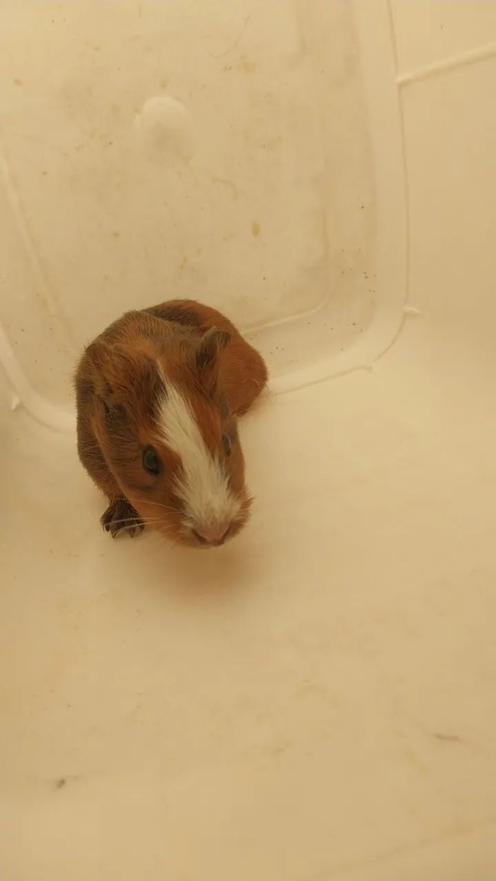 Porquinho da índia 