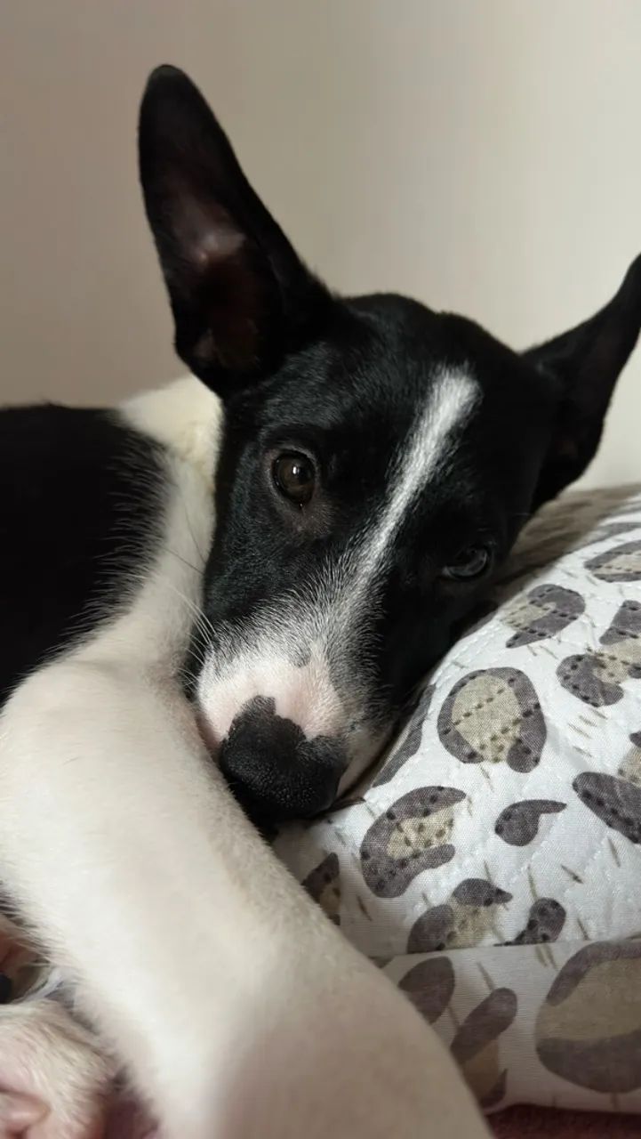 Adoção Max  - Foto 3