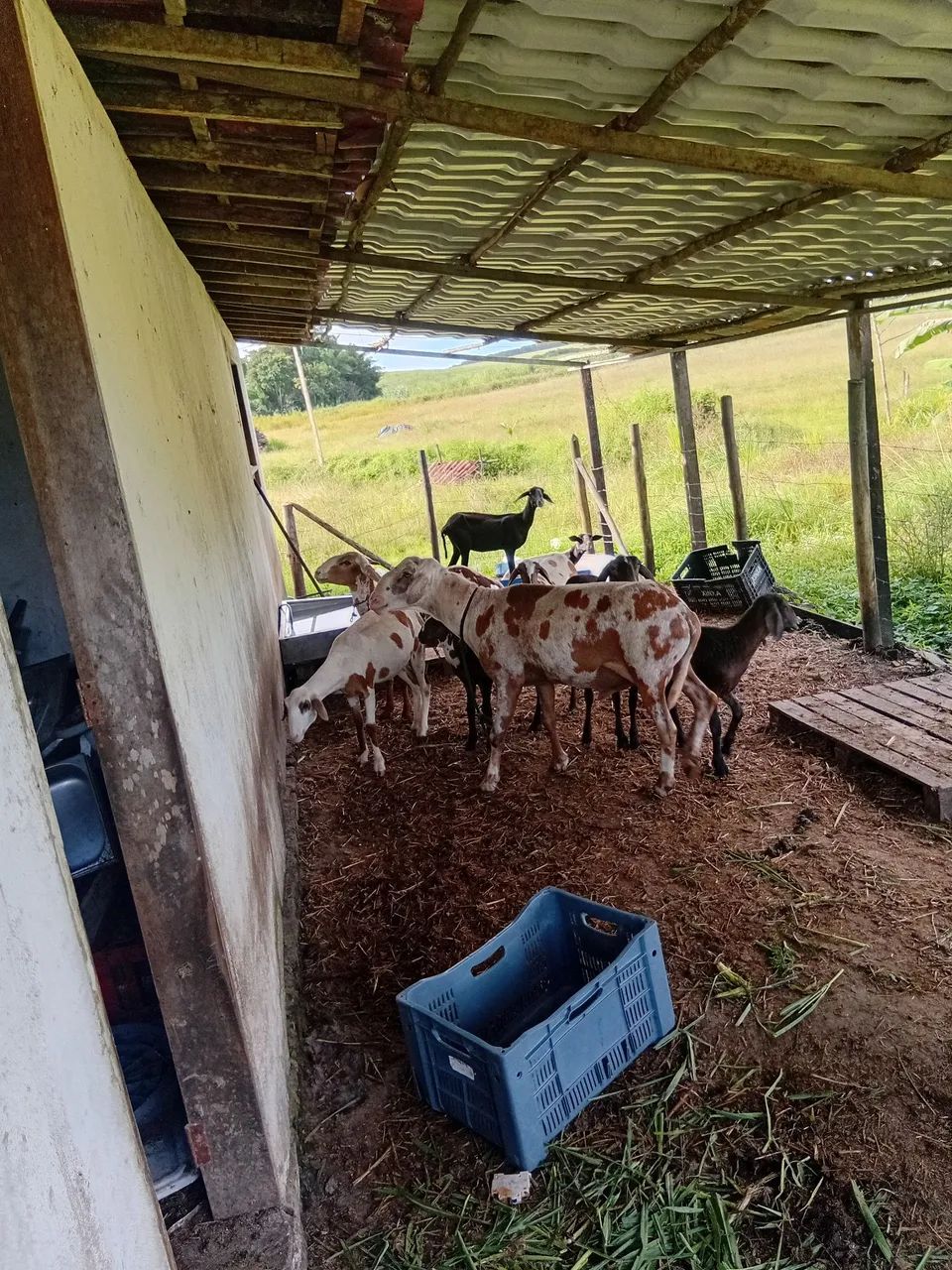 Carneiro e ovelhas  - Foto 4