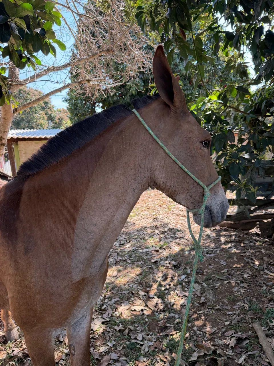 Burro  - Foto 5