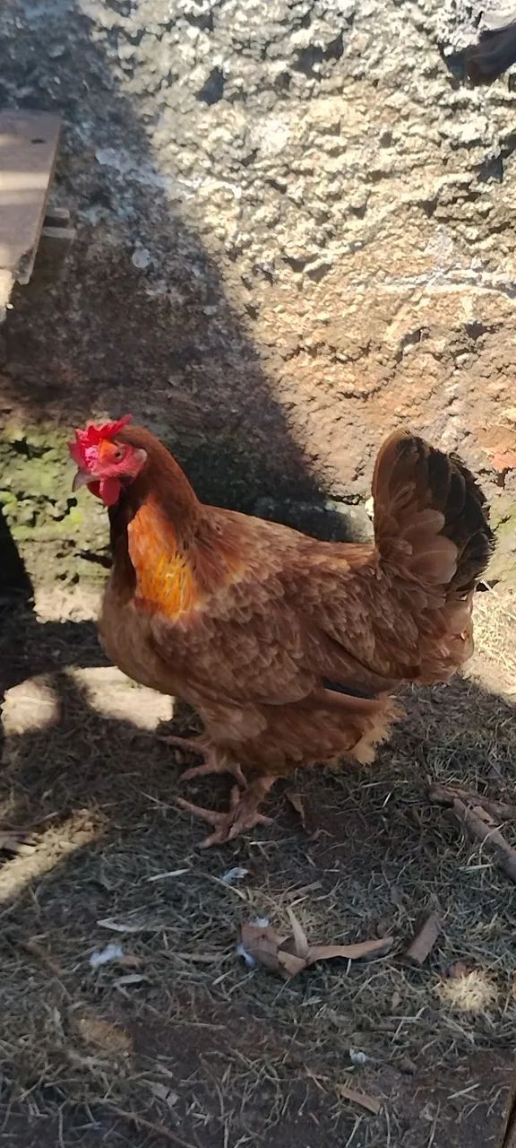 Lindas galinhas 1 ano, e um  frango 7 meses, - Foto 2