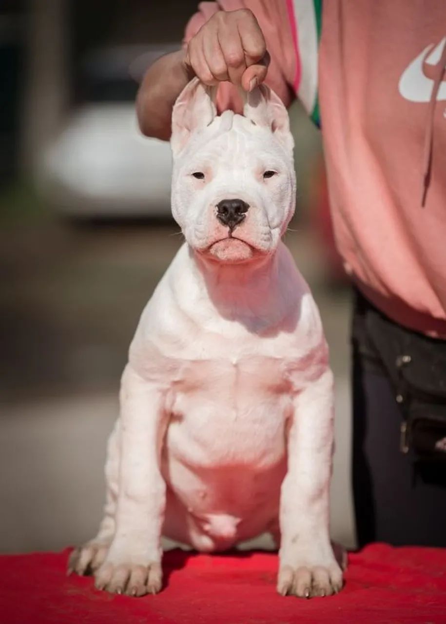 Dogo Argentino - Foto 2
