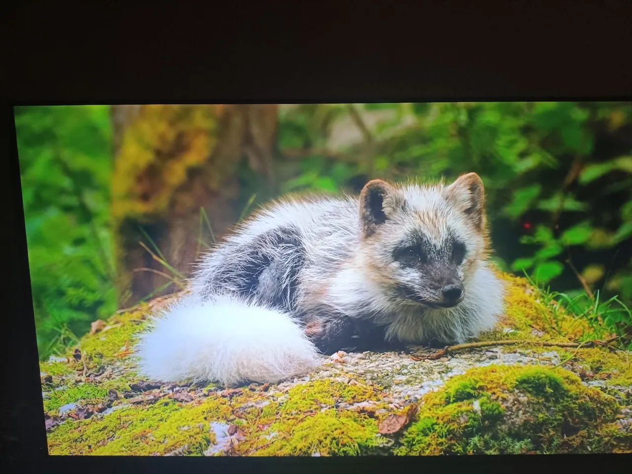 Tv LG 65 polegadas Smart 4k 