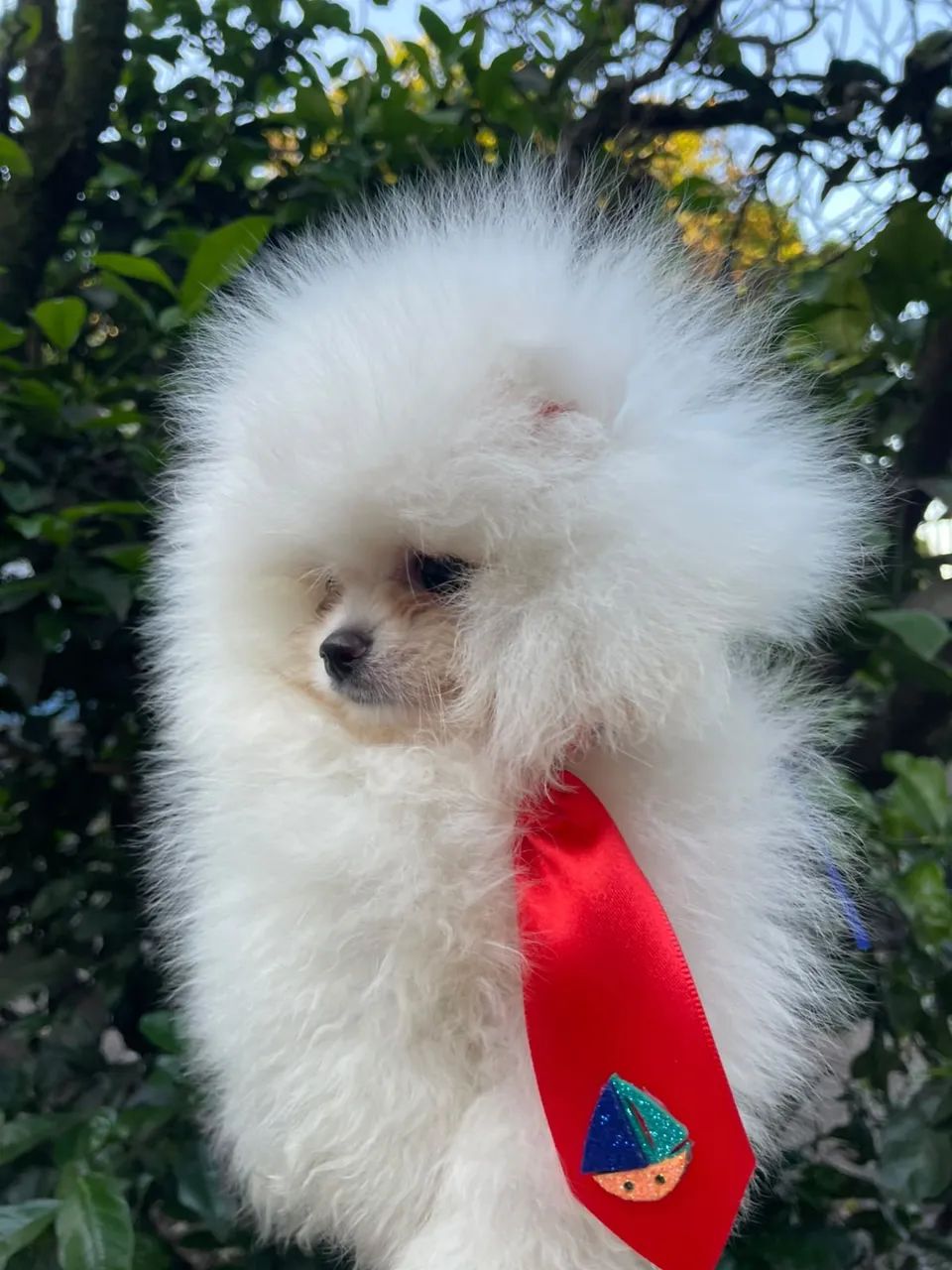 Spitz alemão  - Foto 3