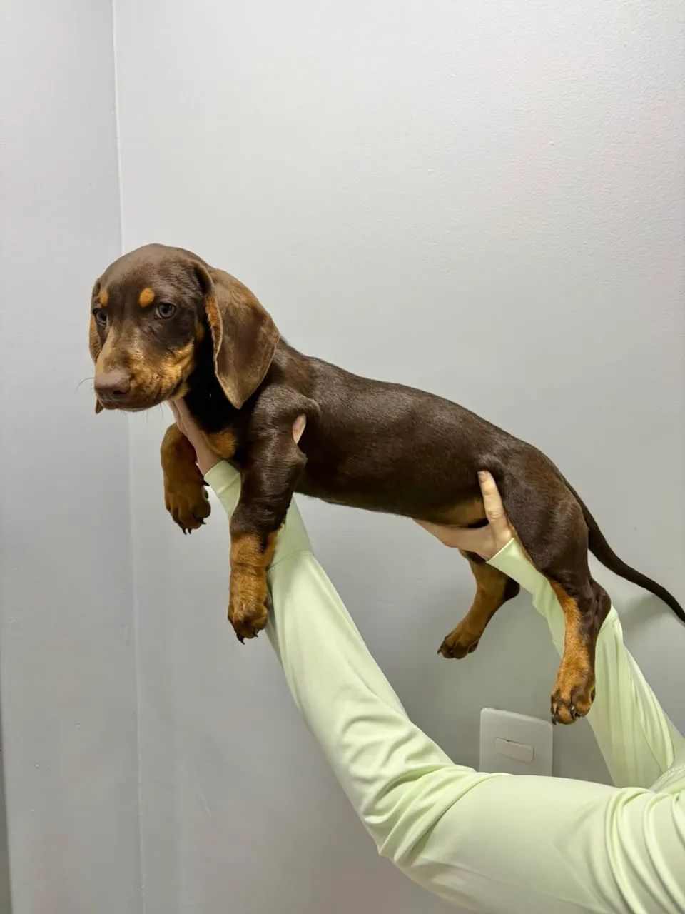 Dashchund chocolate 