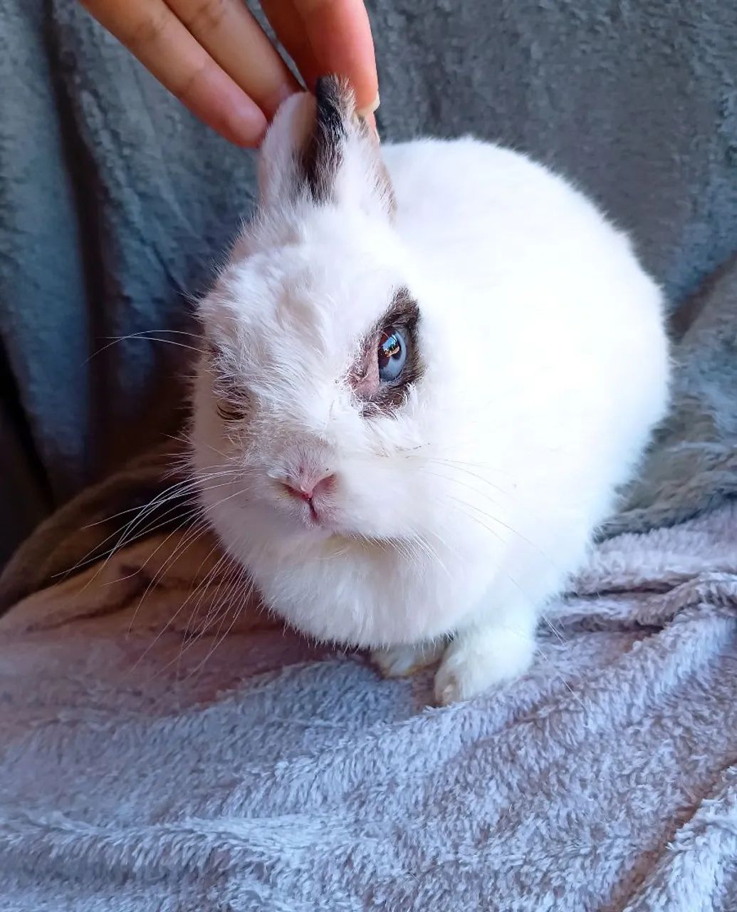 Coelhos Adultos disponíveis Mini lop e Netherlands  - Foto 3