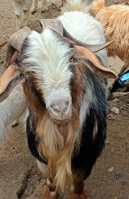 Cabrito reprodutor 