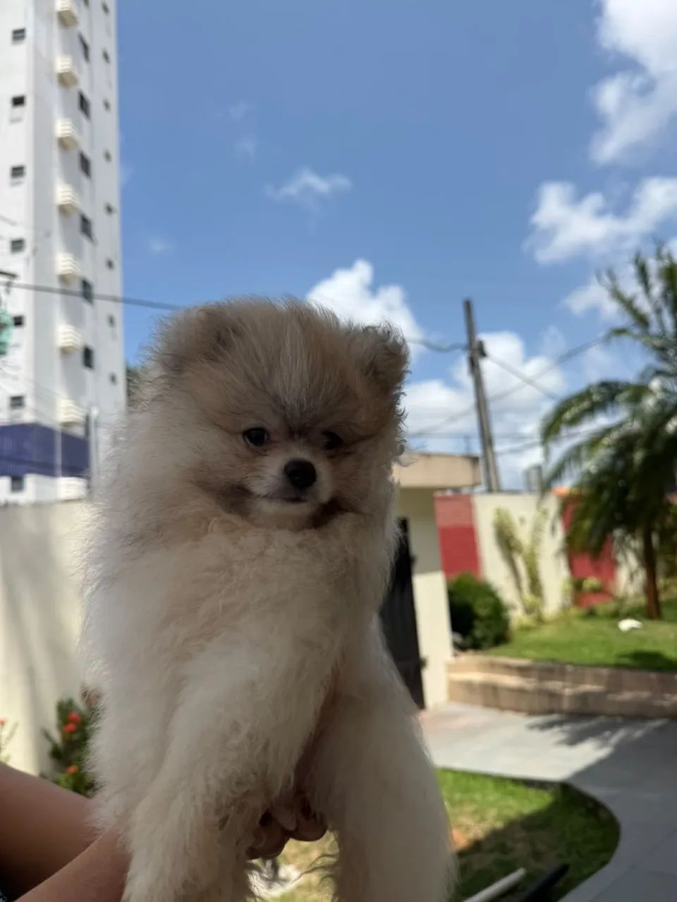 SPITZ ALEMÃO DISPONÍVEL  - Foto 4
