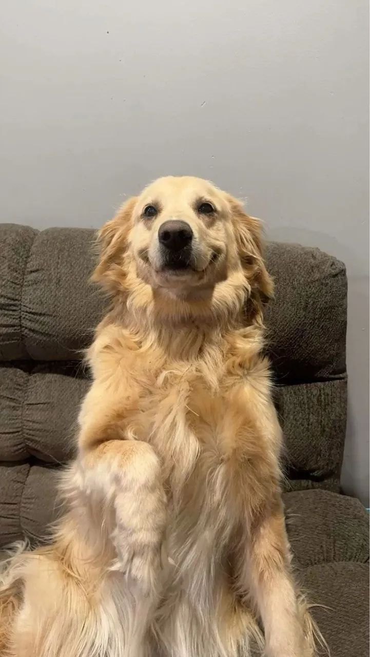 Cachorro golden doação 