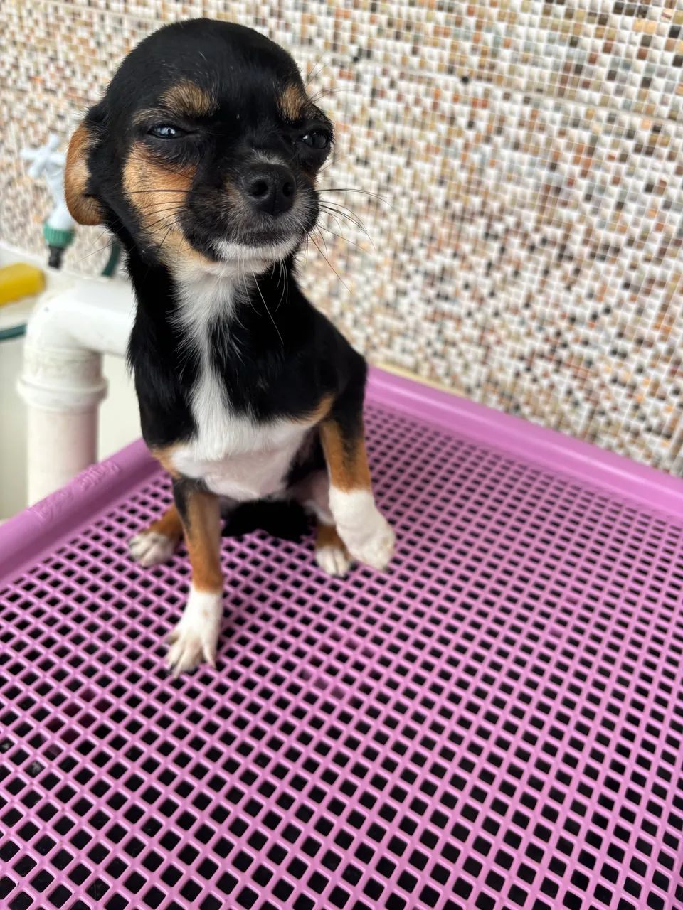 Chihuahua 7 meses  - Foto 3