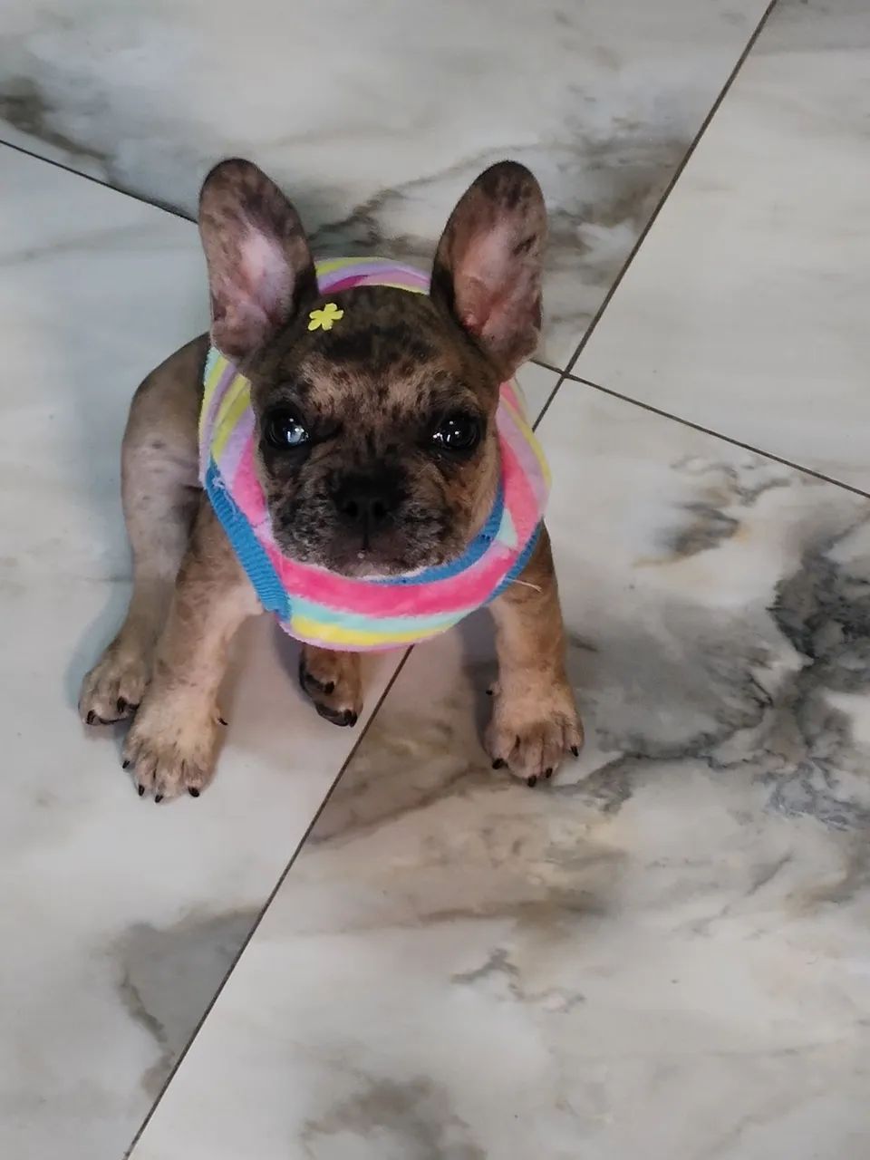 Cachorro  - Foto 2