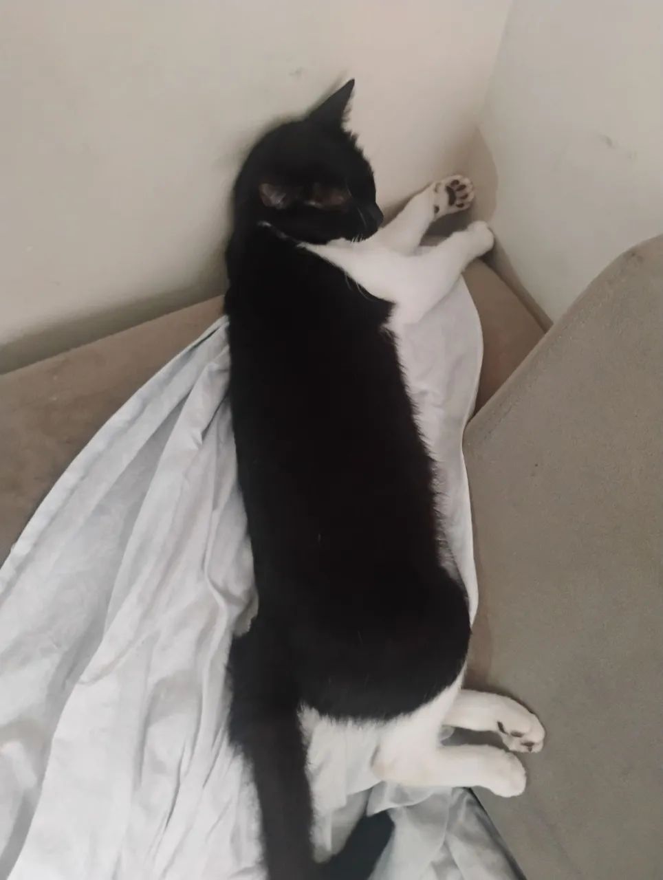 Gata Doação  - Foto 2