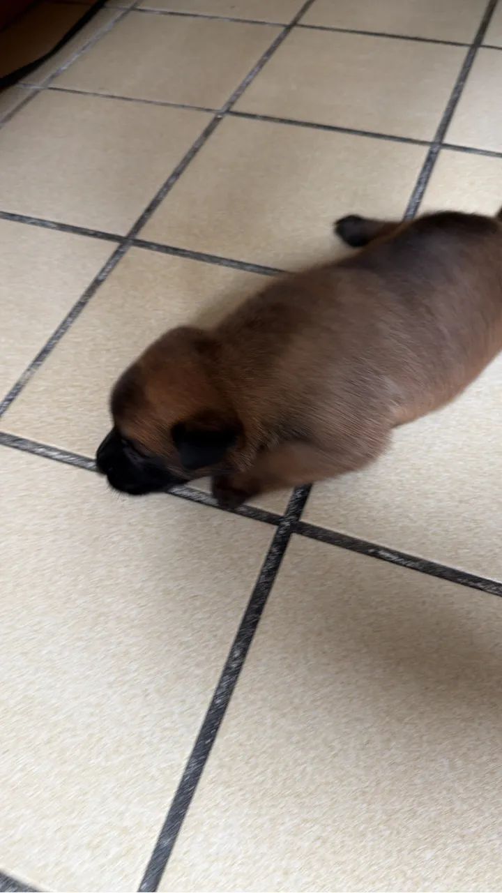 Cachorro  - Foto 4
