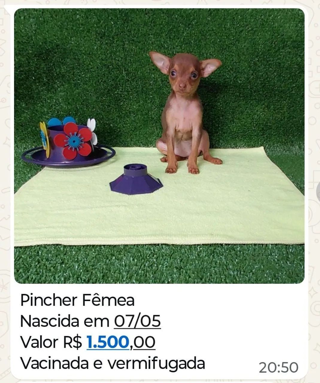 Vendo Filhotes da Raça Pincher - Foto 2