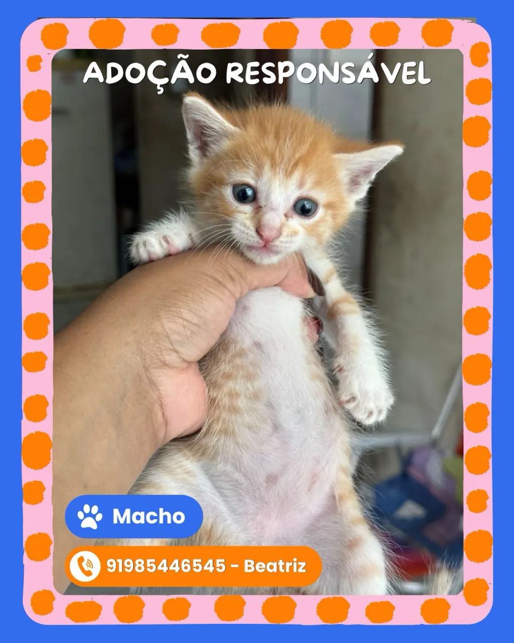 Adoção responsável 