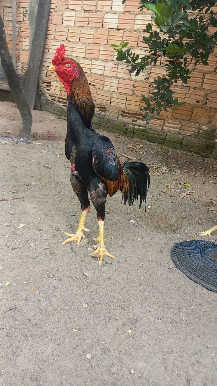 Vende-se galo top  - Foto 4