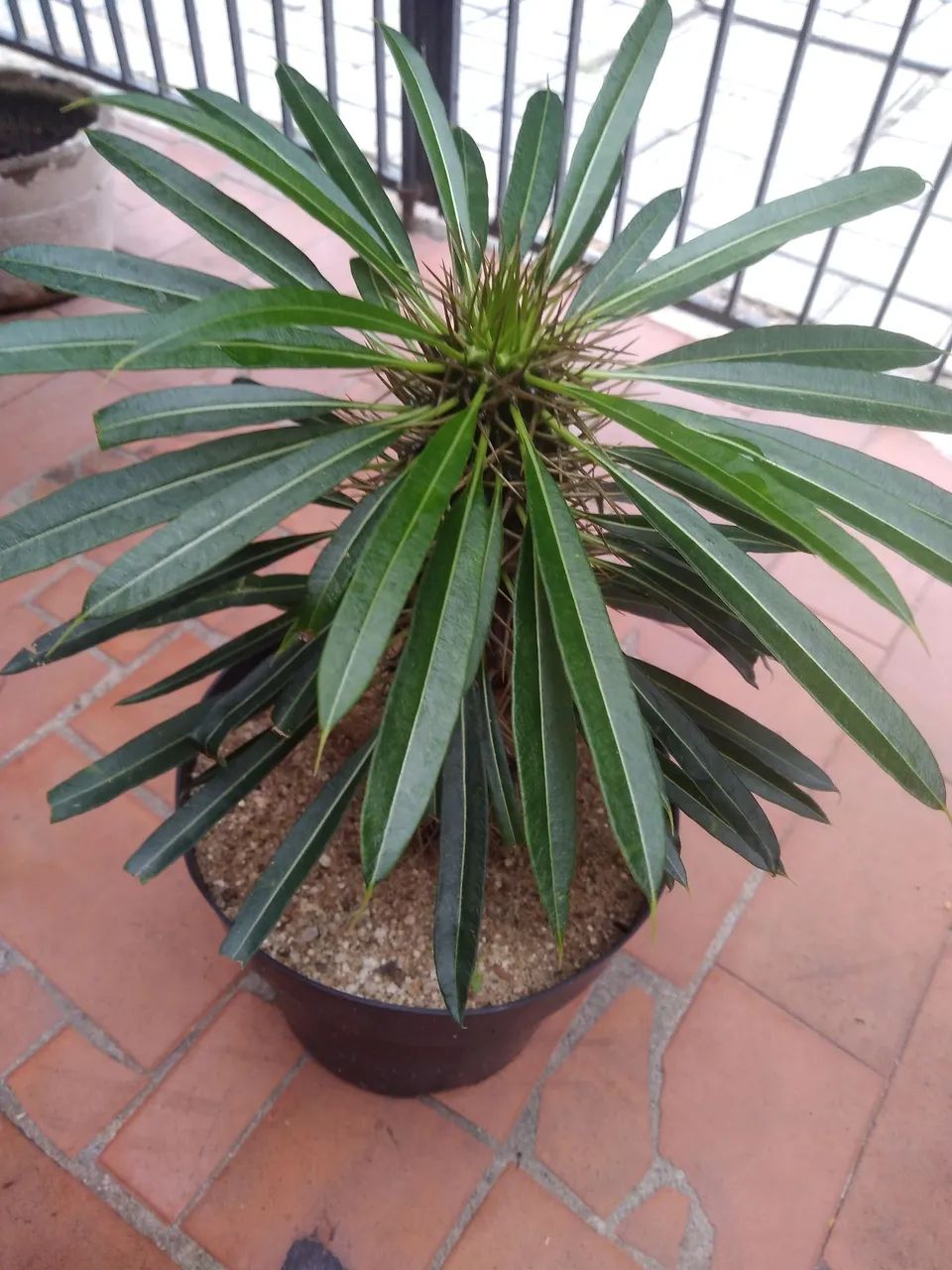 PALMEIRA DE MADAGASCAR  - Foto 3