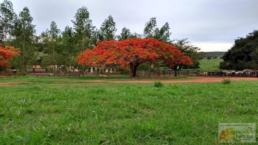 Fazenda para Venda em Bom Despacho, rural - Foto 4