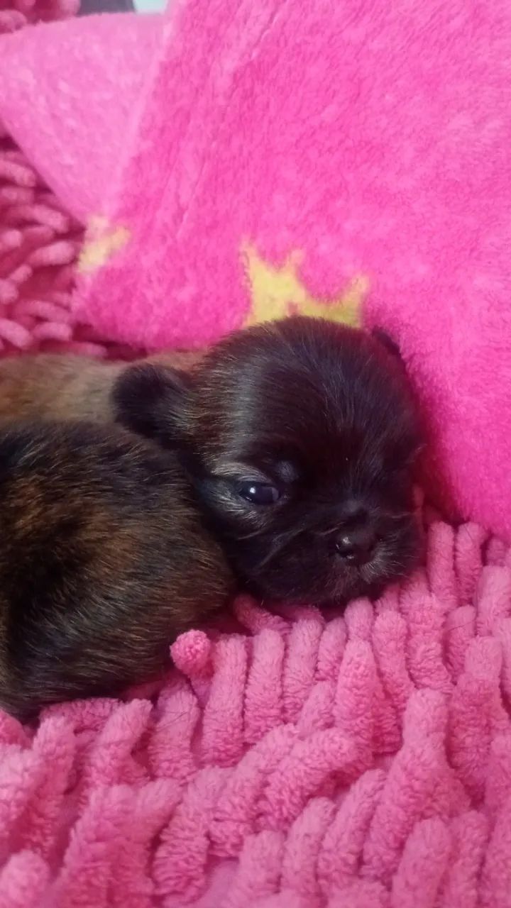 Filhotes de Shitzu  - Foto 4