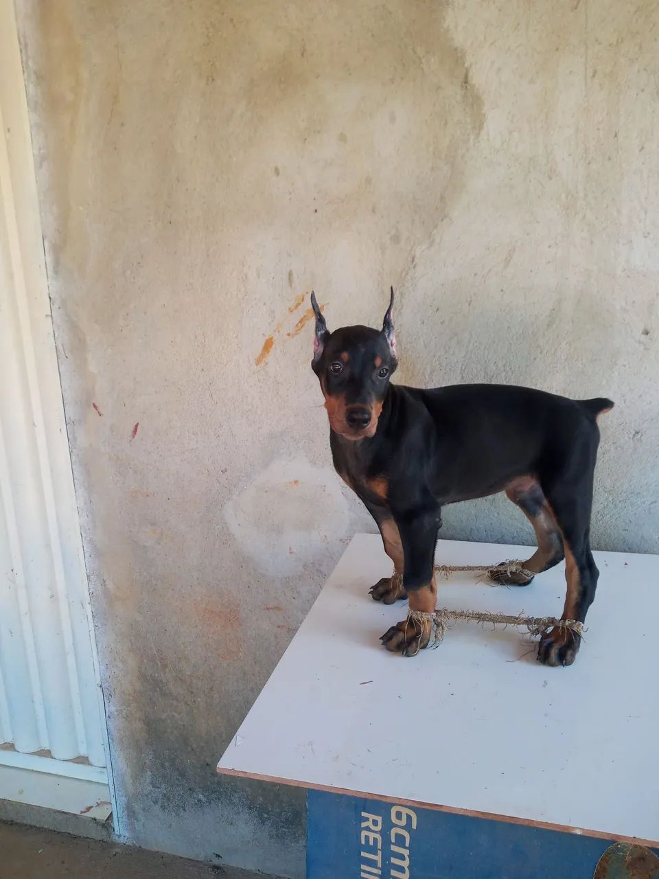 Dobermann puros - Foto 3