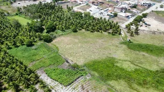 Granja com 12 hectares plantada de coqueiros em Monte Alegre - Foto 2