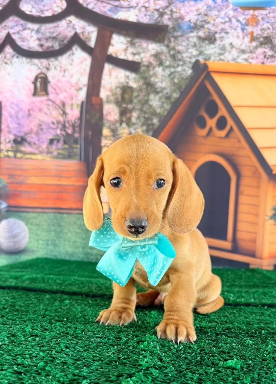 Dachshund  - Foto 3