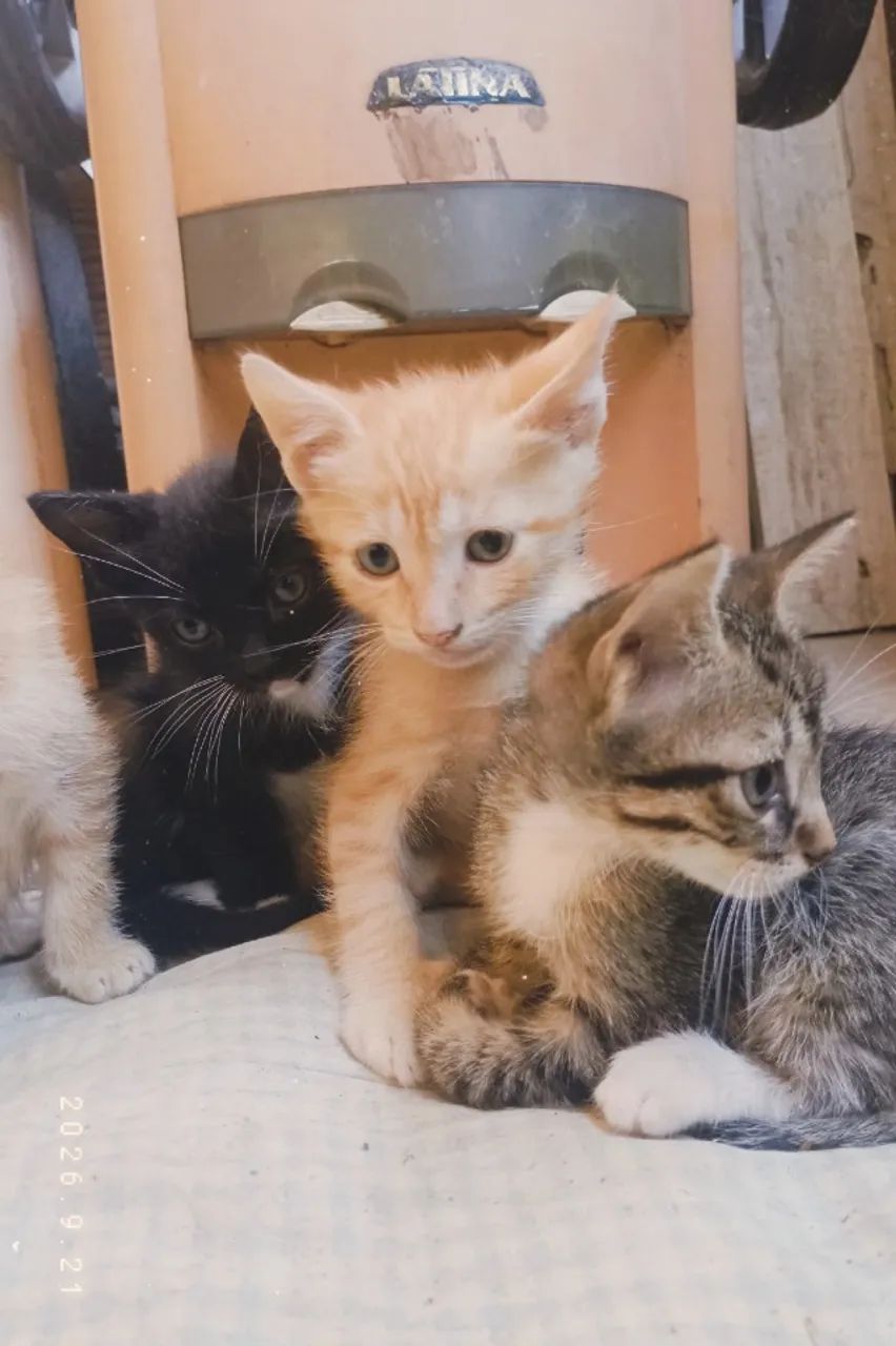 Doação de gatos  - Foto 3