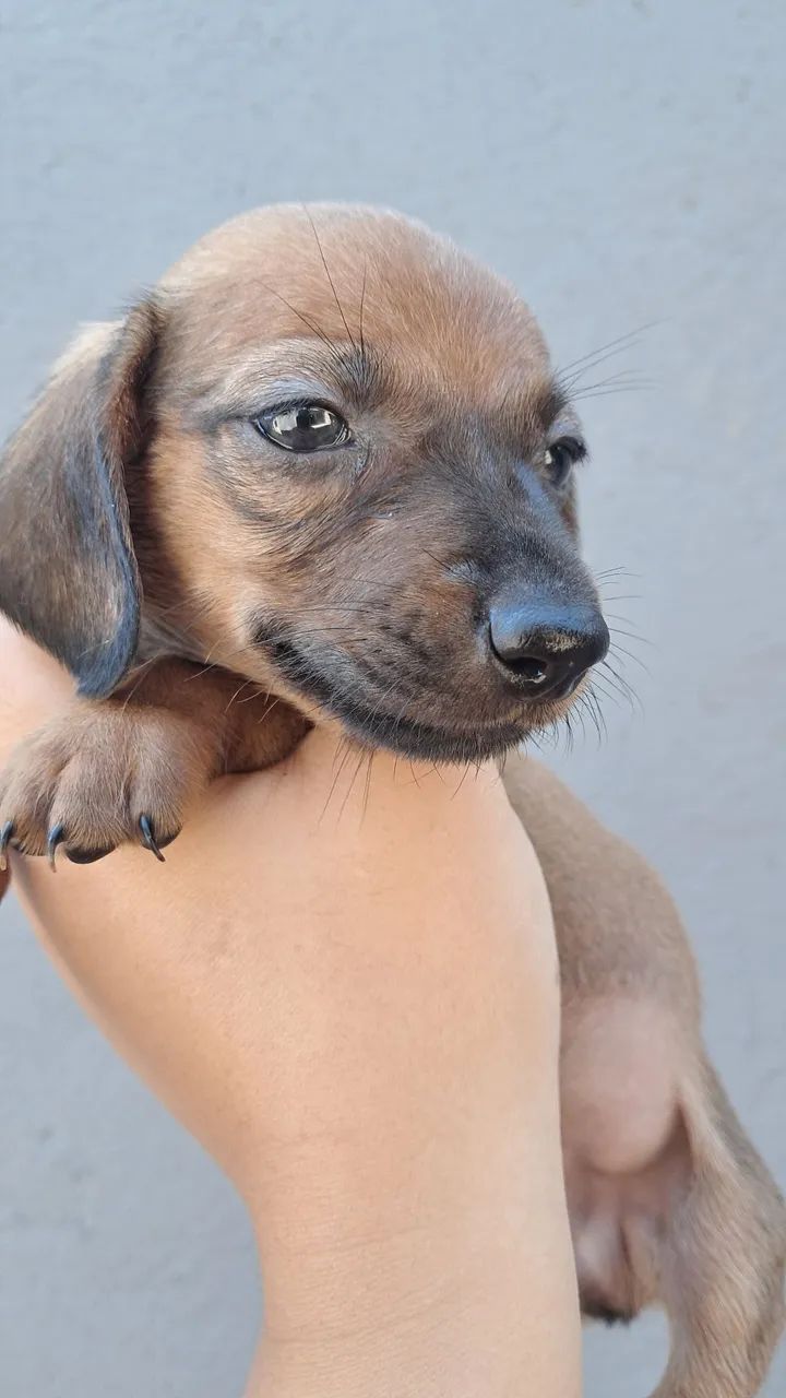 Dachshund Macho Caramelo - Foto 5