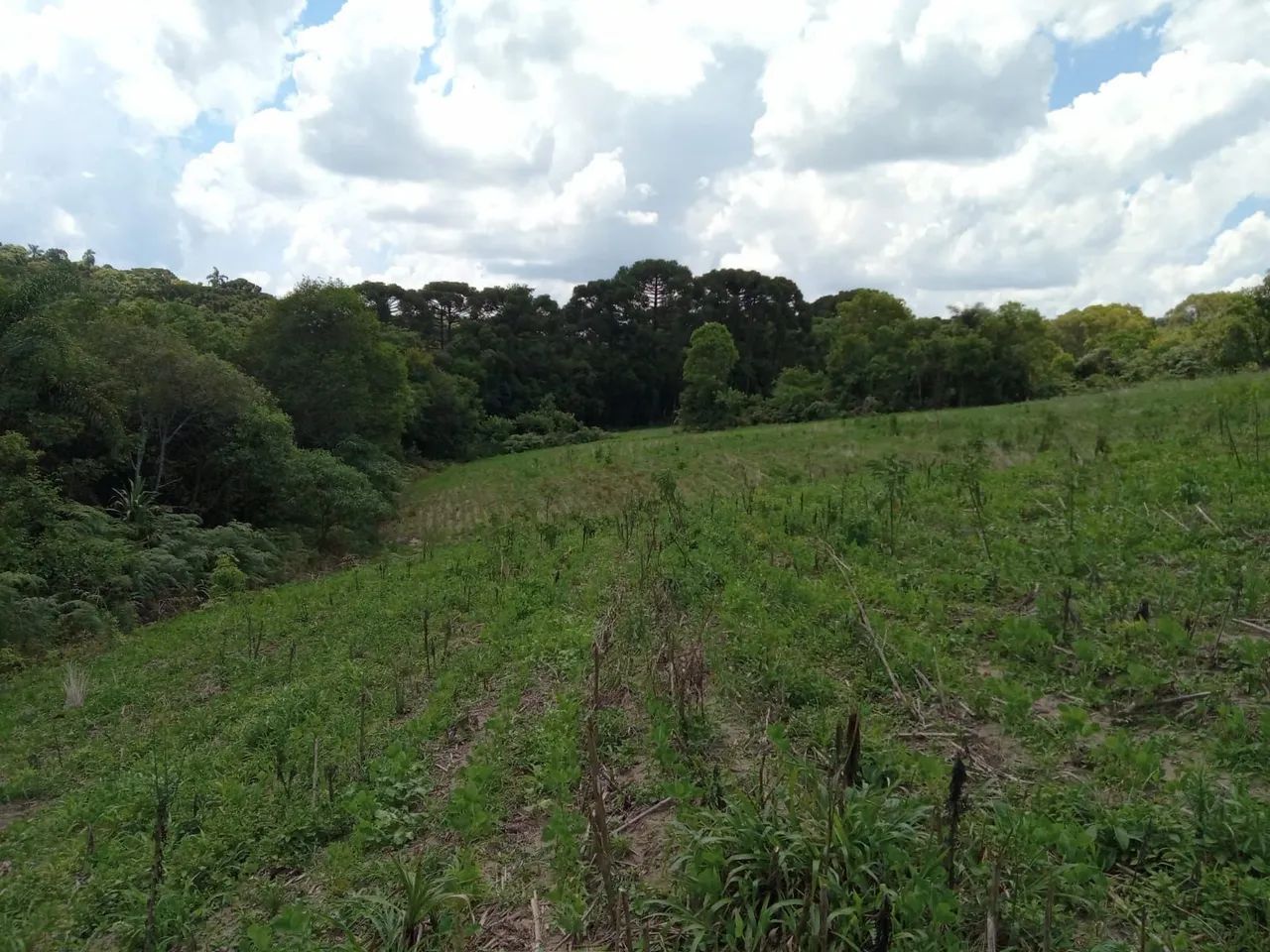 Terreno Rural em Antônio Olinto  - Foto 5