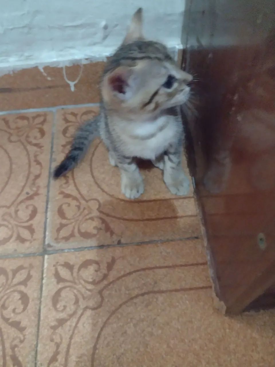 Doação de gatinhos macho e fêmea ZAP * - Foto 5