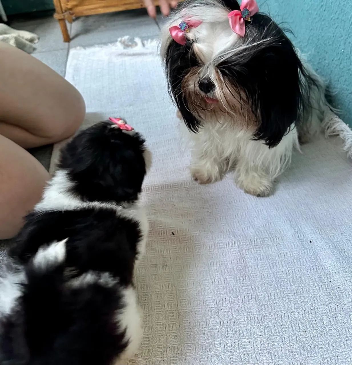 Doação pet