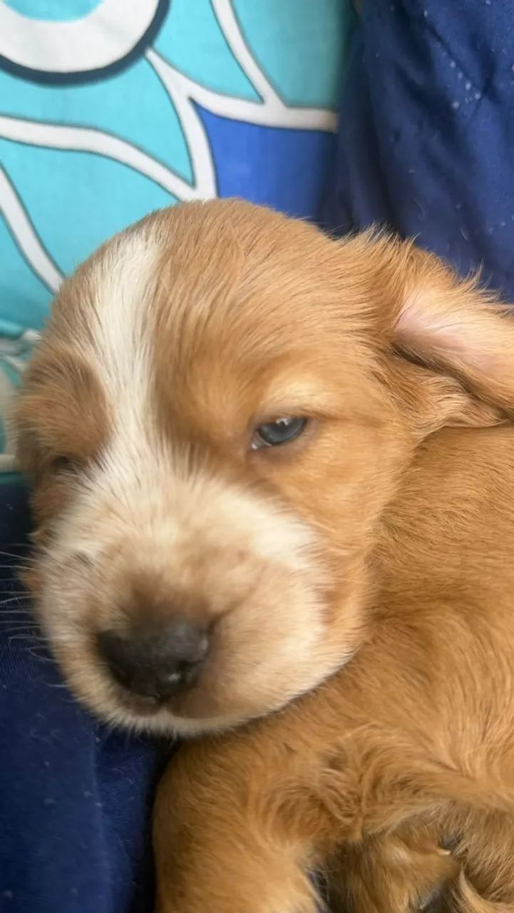 Filhote cocker spaniel , apenas macho - Foto 5