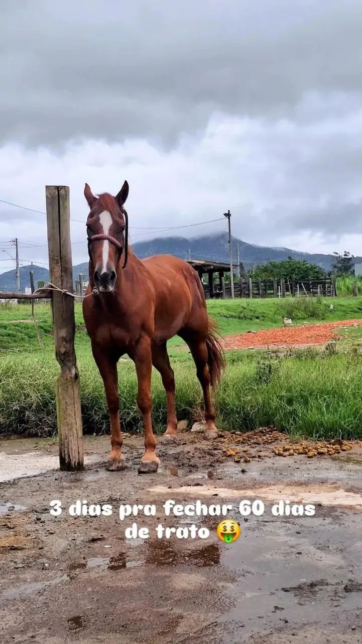 Cavalo pra todo serviço  - Foto 2