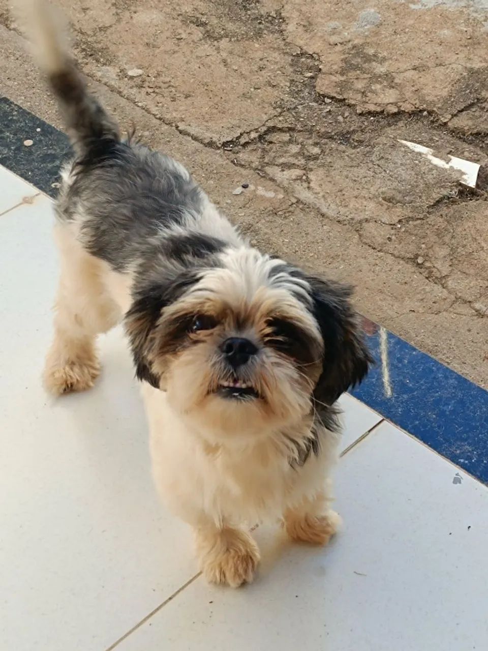 Vendo ? Raça Shitzu  - Foto 2