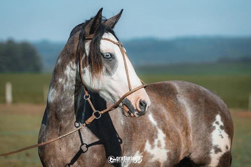CAVALO CRIOULO