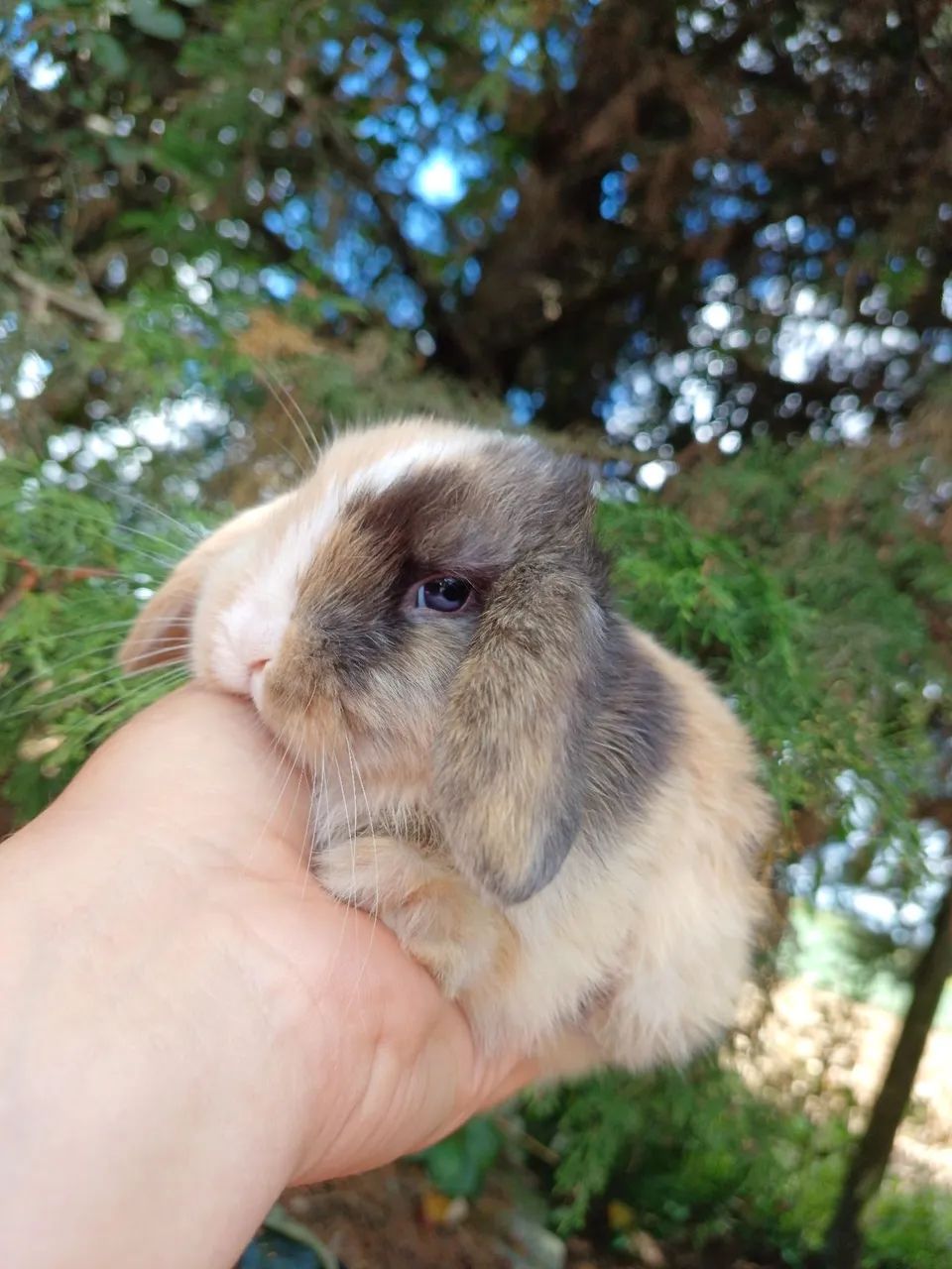 Coelho Mini lop filhote - Foto 2
