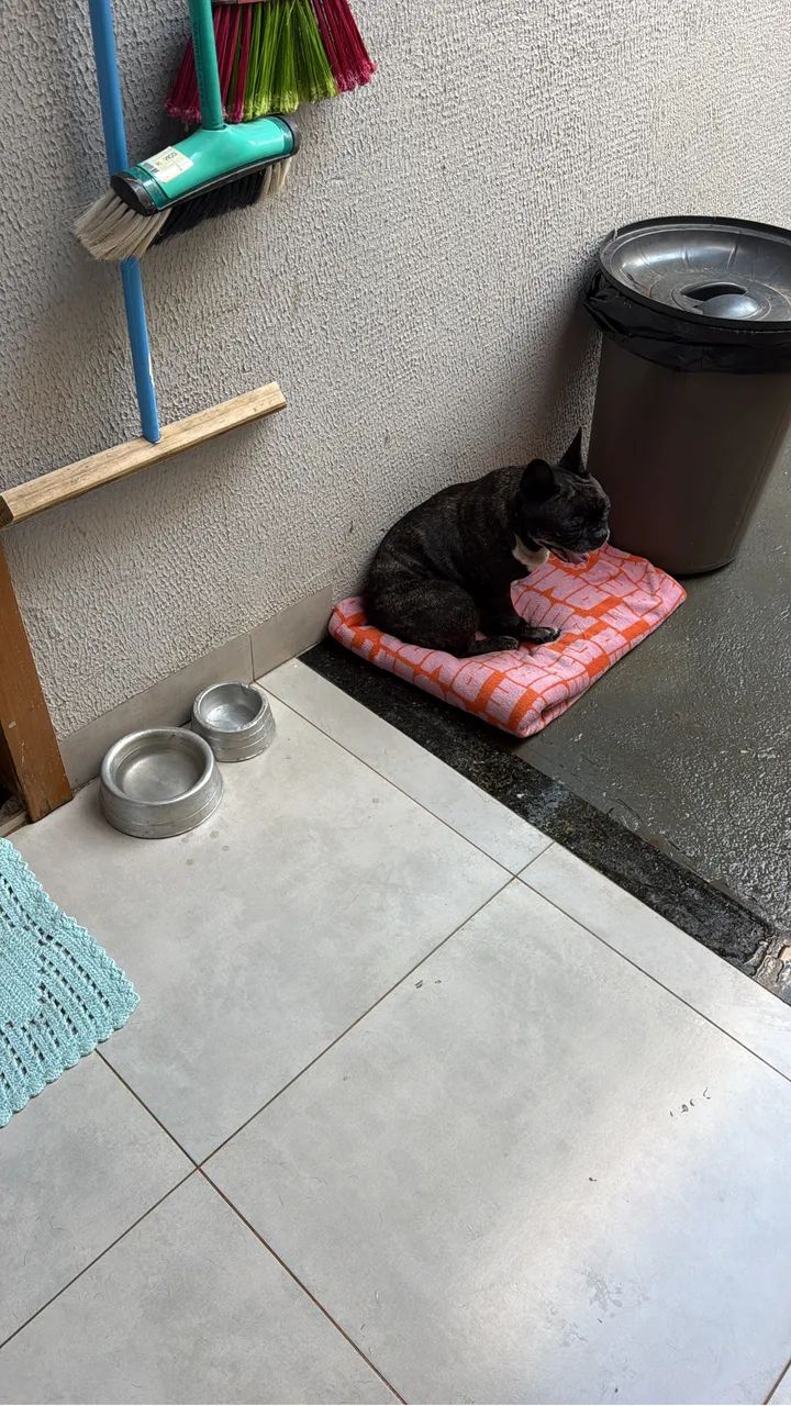 Cachorro 