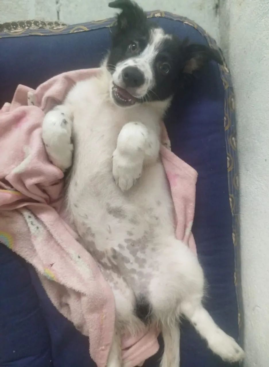 Doação  - Foto 3