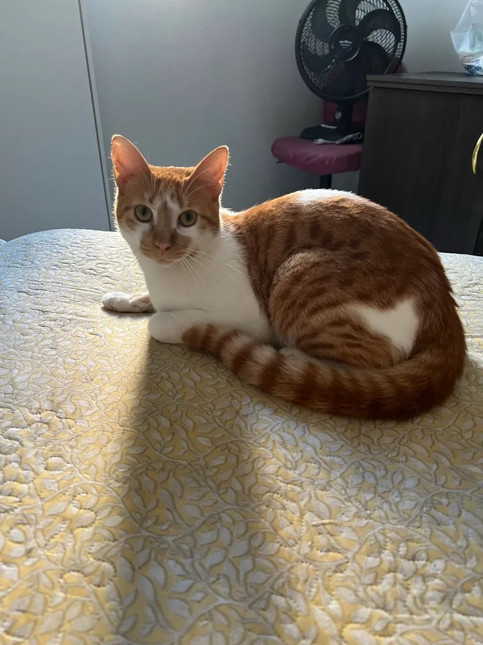 Gatinho para adoção responsável. - Foto 2