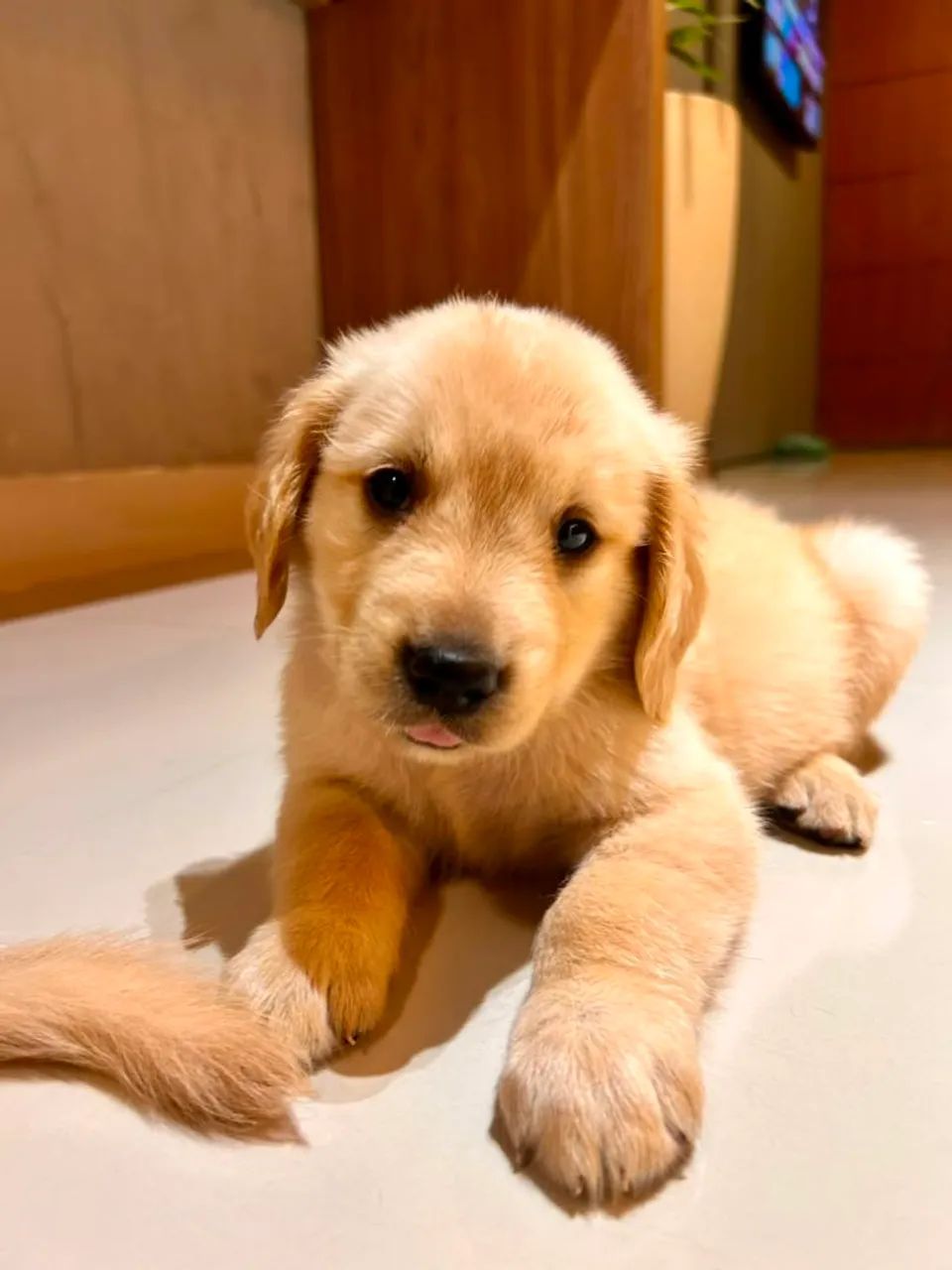 Golden Retriever  - Foto 2