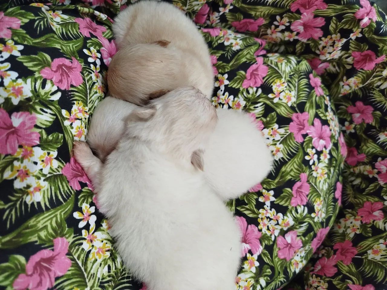 Spitz alemão macho  - Foto 2