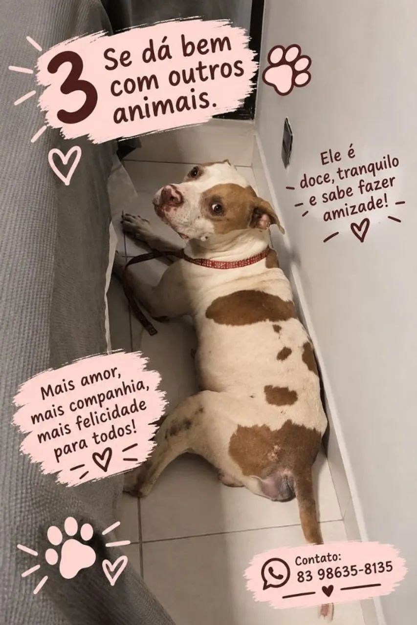 Cachorro macho Pitbull para adoção responsável  - Foto 4