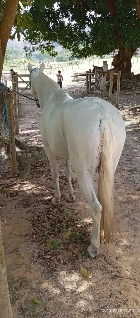 Égua  - Foto 5